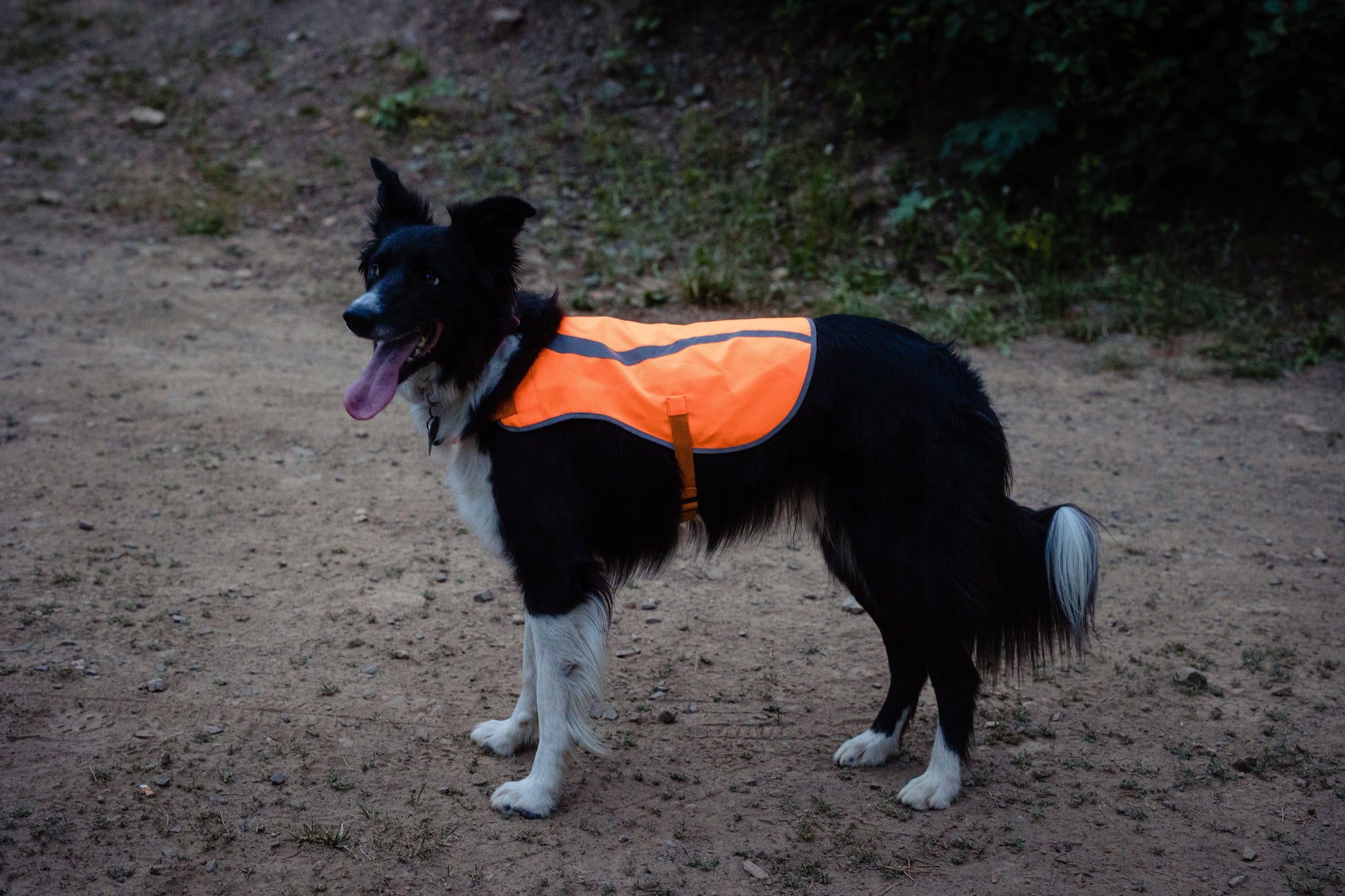 Dog Safety Vest