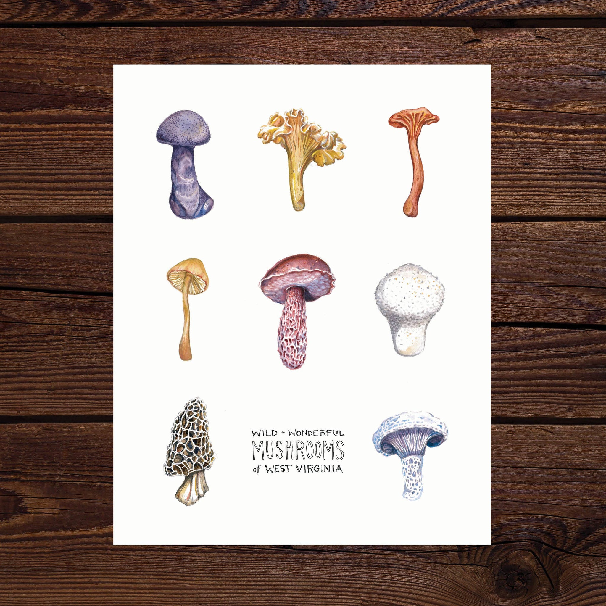 Rosalie Haizlett Illustration - Mushrooms of West Virginia Watercolor Art Print