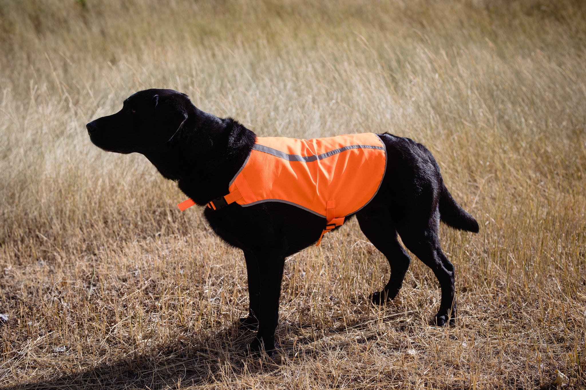 Dog Safety Vest