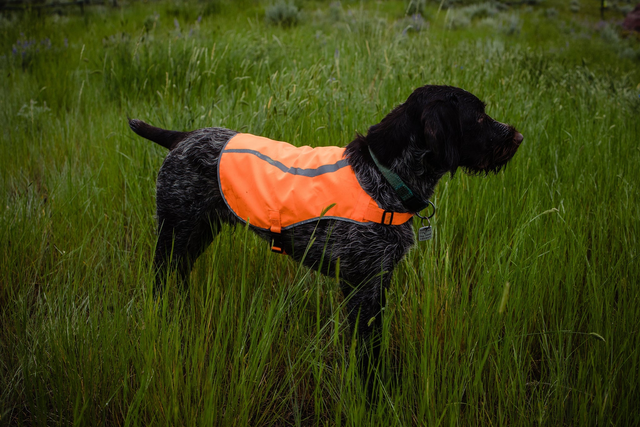 Dog Safety Vest
