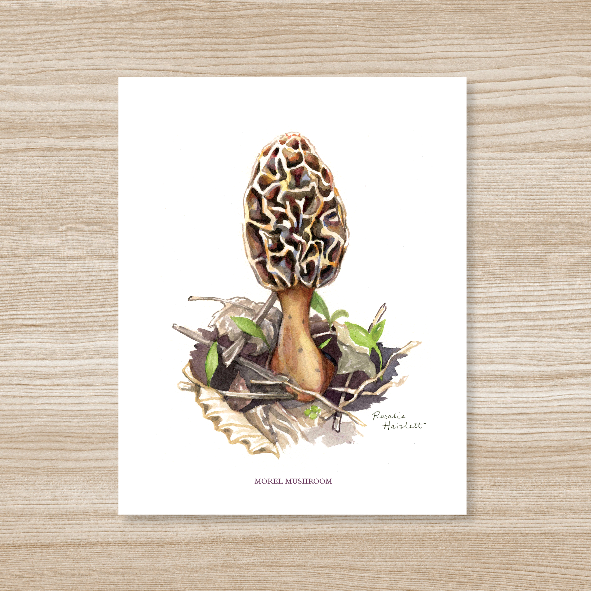 Rosalie Haizlett Illustration - Morel Mushroom - Watercolor Art Print